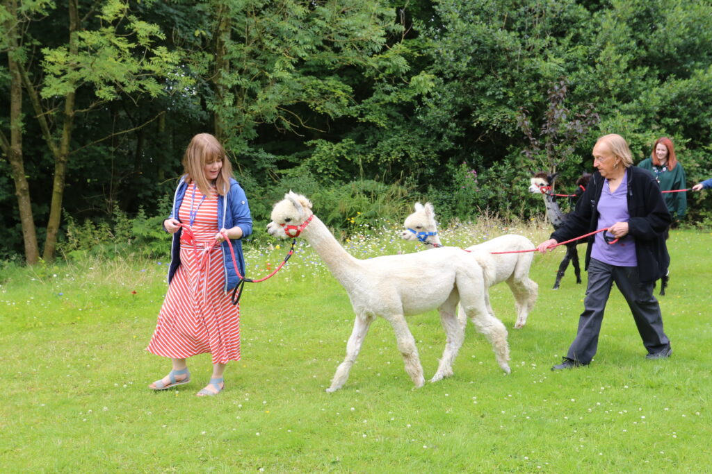 Runshaw staff enjoying a unique Staff Wellbeing Day, walking llamas for a fun and relaxing experience
