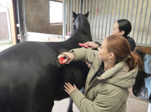 Veterinary Medicine